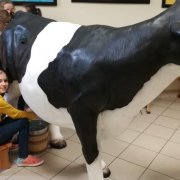Krowa w szkole